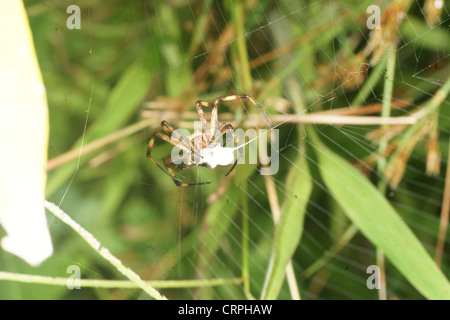 Writing spider (Argiope lobata) catches prey in it's web and proceeds to paralyse it then wrap in silk thread for later consumption Stock Photo