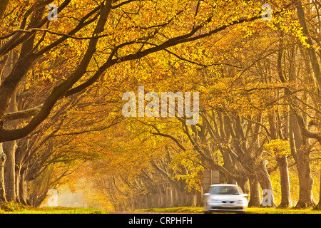 Car travelling along a road lined with golden beech trees in autumn. Stock Photo