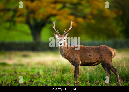 Red Deer, Cervus elaphus in Bradgate Country Park, Leicestershires largest and most visited Country Park. Stock Photo