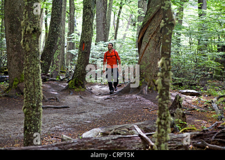 Hiking through beech forest in the Ascencio Valley in the Torres del Paine Stock Photo