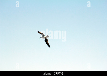 seagull soaring in the sky Stock Photo