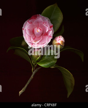 Camelia Stock Photo