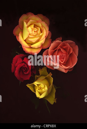 Roses Stock Photo