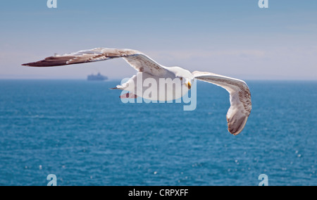 European Herring Gull (larus argentatus) flying overf the English Channel between Calais and Dover Stock Photo