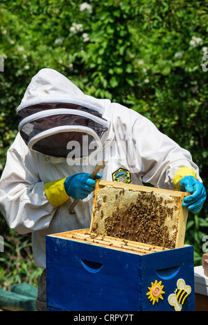 A beekeeper removing frames from the bee hive. Stock Photo