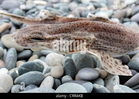 Dead Lesser Spotted Dogfish Scyliorhinus canicula Washed Up At Cemlyn Bay, Anglesey Stock Photo