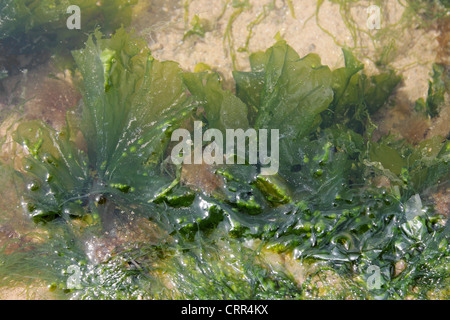 Sea Lettuce Ulva lactuca