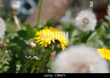 Dandelion Taraxacum officinale, The dandelion is a perennial, herbaceous plant with long, lance-shaped leaves. They're so deeply Stock Photo