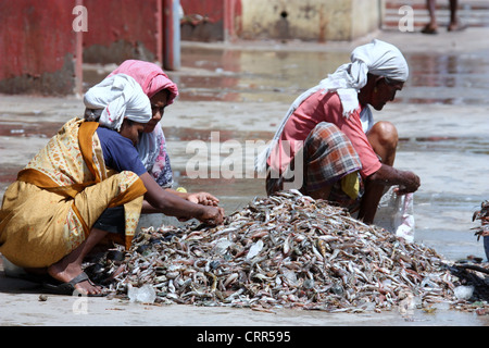 Cochin Fish Market in Kerala Stock Photo