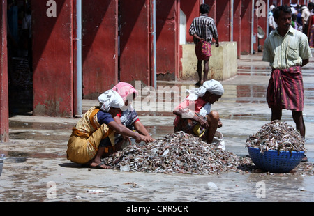 Cochin Fish Market in Kerala Stock Photo