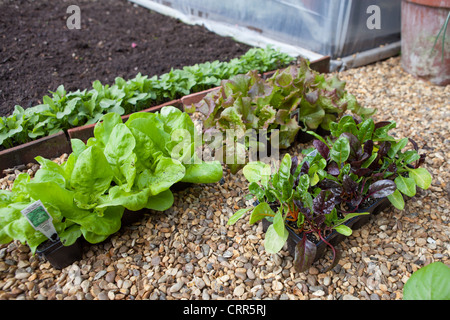 Planting lettuce plugs into the ground into rows in the allotment and cottage garden. Stock Photo