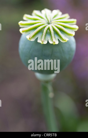 Poppy seed heads Papaver  or corn poppy Stock Photo