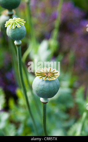 Poppy seed heads Papaver  or corn poppy Stock Photo