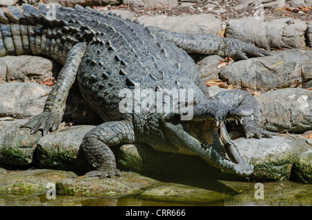 An American crocodile suns in sunny south Florida at the Flamingo Marina with fierce teeth showing from the huge open jaws. Stock Photo