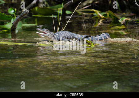A baby alligator in Everglades National Park, FL suns on a rock in the middle of a swamp. Stock Photo