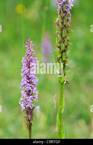 Gymnadenia conopsea . Fragrant Orchid going to seed Stock Photo