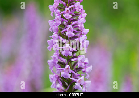 Gymnadenia conopsea . Fragrant Orchids in the grass in an English nature reserve Stock Photo