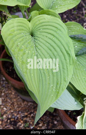 Plantain lily Hosta Big Daddy (sieboldiana hybrid) Stock Photo