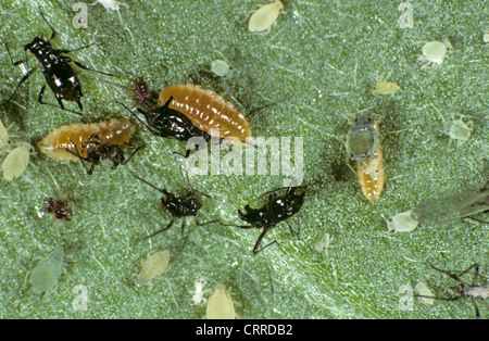 Predatory midge larvae (Aphidoletes aphidimyza) feeding on chrysanthemum aphids Stock Photo