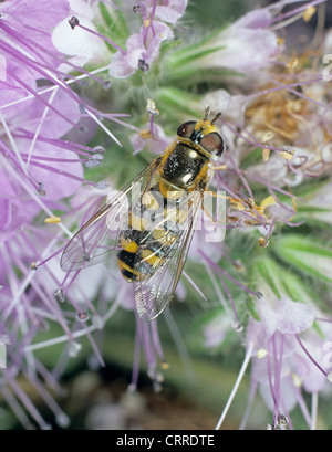 Hover-fly (Syrphus ribesii) on a phacelia flower Stock Photo