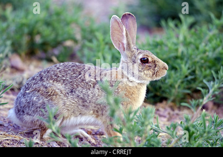 Desert Cottontail, (Sylvilagus audubonii), Bosque del Apache National Wildlife Refuge, Socorro county, New Mexico, USA. Stock Photo