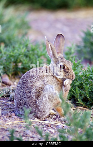 Desert Cottontail, (Sylvilagus audubonii), Bosque del Apache National Wildlife Refuge, Socorro county, New Mexico, USA. Stock Photo