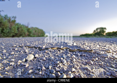 New Mexico Garter Snake, (Thamnophis sirtalis dorsalis), Bosque del Apache National Wildlife Refuge, Socorro county, New Mexico. Stock Photo