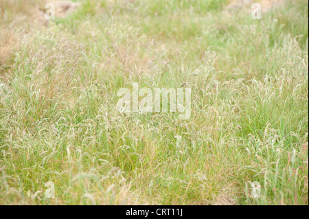 Red Fescue Grass, Festuca rubra Stock Photo