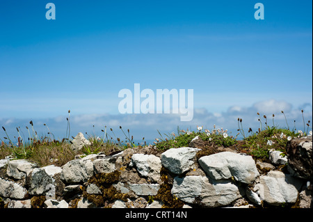 Sea Campion, Silene uniflora, and Ribwort Plantain, Plantago lanceolata,growing on a stone wall Stock Photo