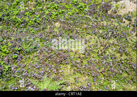 Ground Ivy, Glechoma hederacea Stock Photo