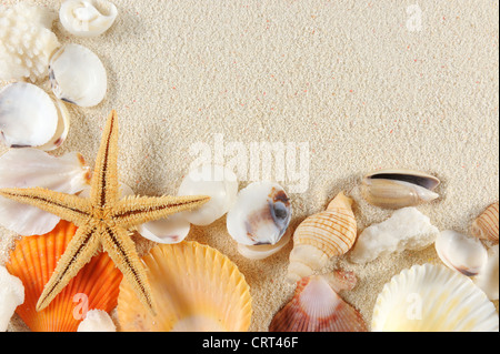 Group of seashells, starfishes on the sand Stock Photo