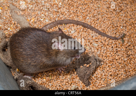 Brown Rat (Rattus norvegicus). Feeding on wheat cereal grain. Stock Photo