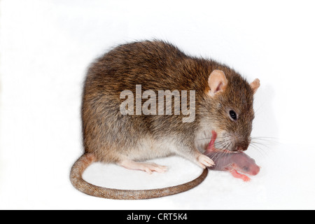 Brown Rat (Rattus norvegicus). Mother cleaning recently born young. Stock Photo