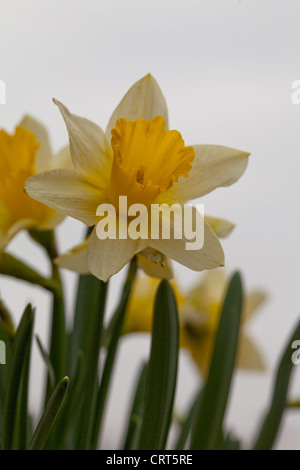 Daffodil (Narcissus pseudonarcissus). Flower head. Wild form. Norfolk. Stock Photo
