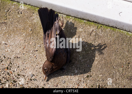 Blackbird (Turdus merula). Window casuality. Bird flew into glass ...
