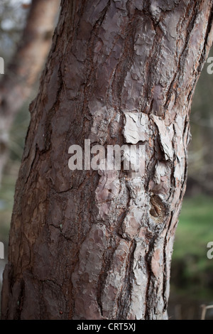 Scots Pine (Pinus sylvestris). Trunk and Bark. Norfolk, England. Stock Photo