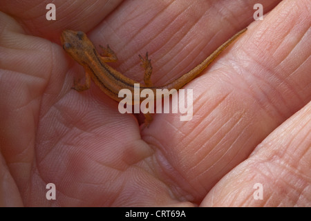 Smooth Newt (Triton vulgaris). Over wintered, metamorphosed from tadpole, young newt.Terrestrial living in damp soils. Stock Photo