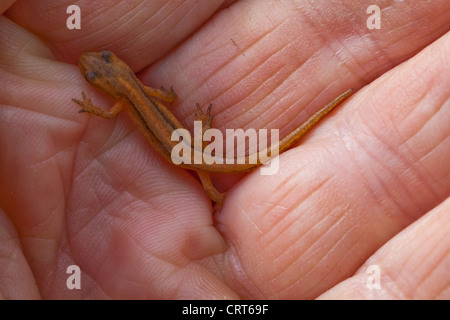 Smooth Newt (Triton vulgaris). Over wintered, metamorphosed from tadpole, young newt.Terrestrial living in damp ground. Stock Photo