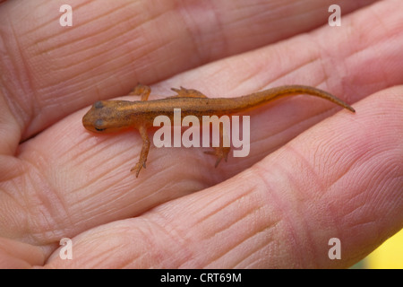 Smooth Newt (Triton vulgaris). Over wintered, metamorphosed from tadpole, young newt.Terrestrial living in damp ground. Stock Photo