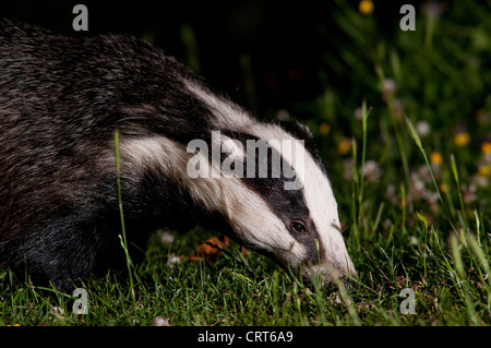 Head and shoulders of an adult eurasian badger (Meles meles) as it hunts for food on grass