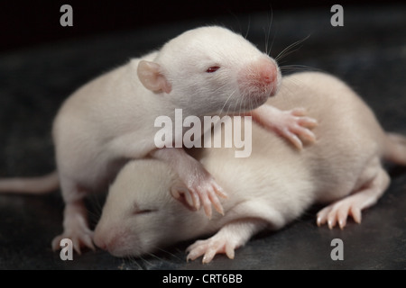 Domesticated White Rats (Rattus norvegicus). 12 days old baby, 'pup ...