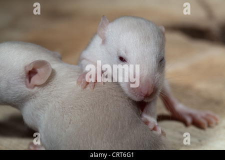 Domesticated Rats (Rattus norvegicus). 13 days old baby, 'pup' rats ...