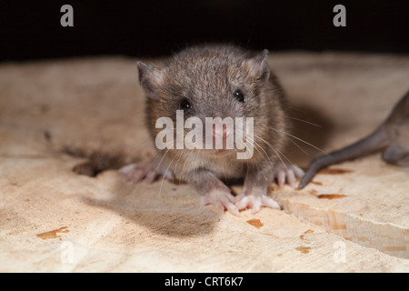 Brown Rat (Rattus norvegicus). Young 'pup' estimated 16 days of age. Stock Photo