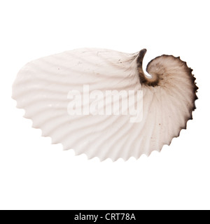 empty octopus (Argonauts, or paper nautiluses) shell isolated on white Stock Photo