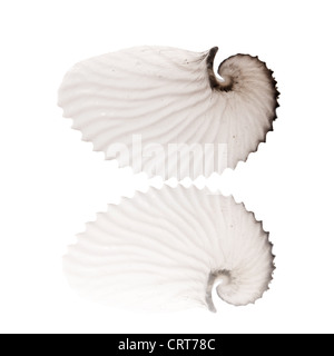 empty octopus (Argonauts, or paper nautiluses) shell, on mirror, isolated on white Stock Photo