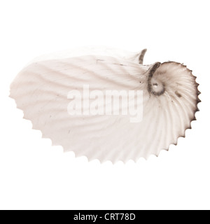 empty octopus (Argonauts, or paper nautiluses) shell isolated on white Stock Photo
