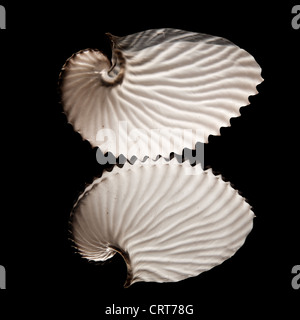 empty octopus (Argonauts, or paper nautiluses) shell on black mirror Stock Photo