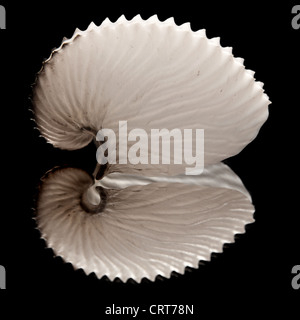 empty octopus (Argonauts, or paper nautiluses) shell on black mirror Stock Photo
