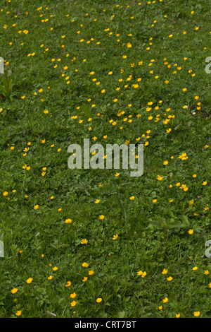 Creepimg Buttercups (Ranunculus repens). Growing on an infrequently mown damp lawn. Norfolk. June. Stock Photo