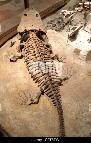 Fossil remains of Buettneria perfecta, an amphibian of Triassic age. Stock Photo